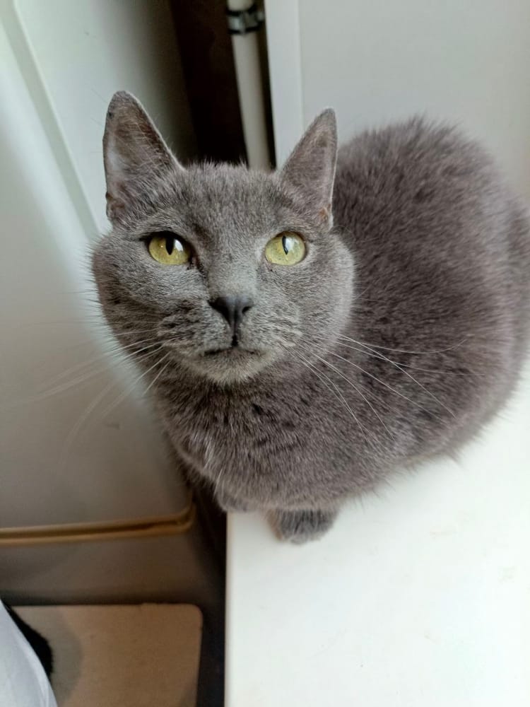 Милейший дымчатый кот ищет любви и заботы людей!