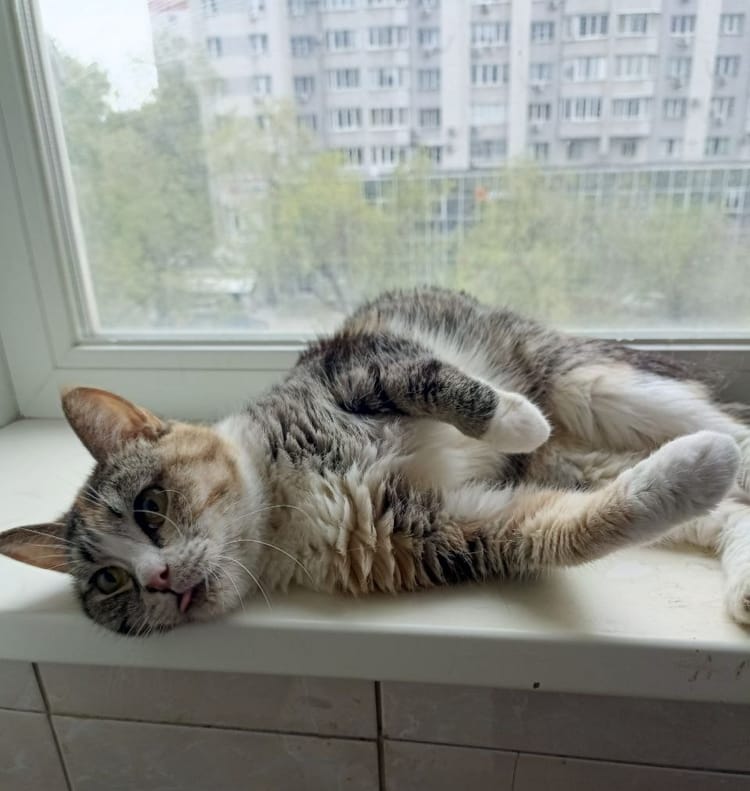 Матрёшка пережила жизнь на морозе, но сейчас ей нужна помощь ветеринаров. Поддержите кошечку!